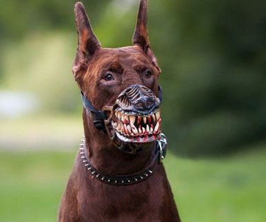 Werewolf Dog Muzzle Chien Cane Corso, Cane Corso Dog, Military Working Dogs, Corso Dog, Scary Dogs, Doberman Pinscher Dog, Dog Mask, Dog Muzzle, Huge Dogs