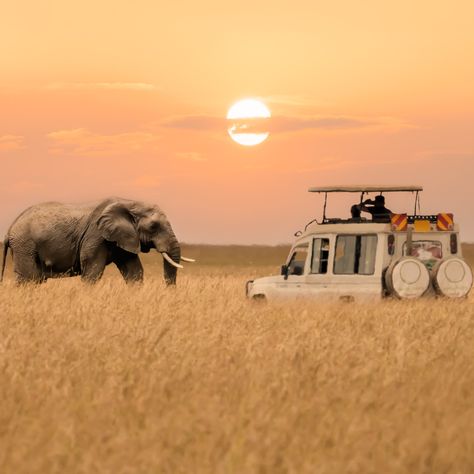 Wild Savannah, Greek Islands To Visit, Best Greek Islands, Marsa Alam, Tanzania Safari, Serengeti National Park, Budget Friendly Travel, Luxury Safari, Sharm El Sheikh