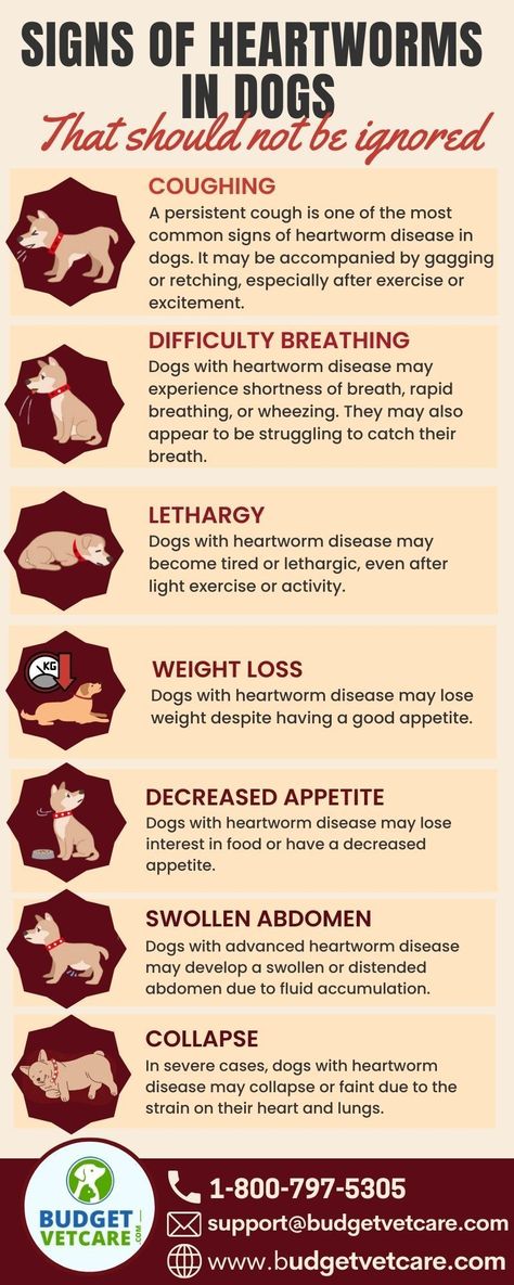 #doghealth #dogcare #petcare  This comprehensive checklist covers everything you need to know to keep your dog healthy and happy, from nutrition and exercise to grooming and veterinary Heartworm Awareness Month, Dog Allergy Remedies, Heartworms In Dogs, Dog Knowledge, Natural Dog Remedies, Health Checklist, Worms In Dogs, Dog Remedies, Vet Medicine