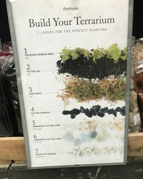 Best Terrarium Plants, Closed Terrarium Plants, Terrarium Workshop, Diy Succulent Terrarium, Indoor Water Garden, Plant Party, Beautiful Terrariums, نباتات منزلية, Mini Terrarium