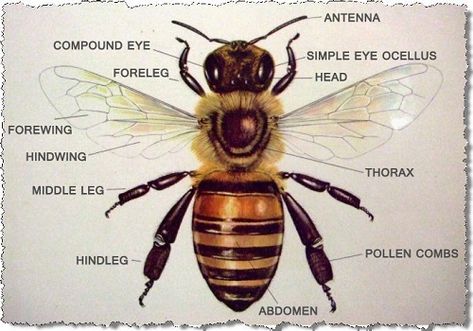 Examine the honey bee - parts of its body Honey Bee Images, Bee Anatomy, Honey Bee Photos, Honey Bee Facts, Honey Bees Keeping, Vintage Honey Bee, Bee Images, Bee Photo, Bee Keeper