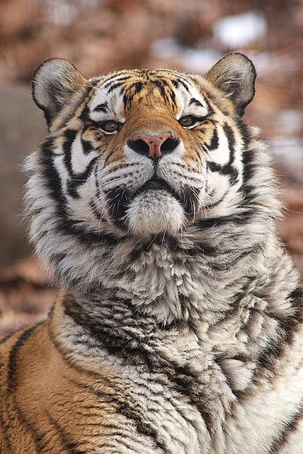 amur tiger Icchan | Flickr - Photo Sharing! Amur Tiger, Tiger Love, Tiger Pictures, Siberian Tiger, Pretty Animals, Majestic Animals, Big Guy, Cheetahs, A Tiger