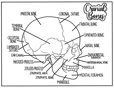 Nursing Coloring Pages, Cool Coloring Pages Aesthetic, Anatomy Coloring Pages, Cranial Bones, Nursing School Studying Cheat Sheets, Emt Study, Anatomy Coloring, Anatomy Notes, Coloring Pages Aesthetic