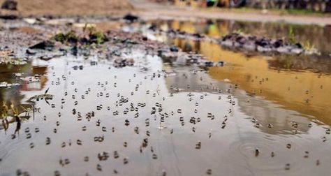 Mosquitoes don't need much to survive. Any small water container — or anything that will catch rainwater — is enough to provide a breeding ground. Stagnant Water, Water Container, Water Containers, Water