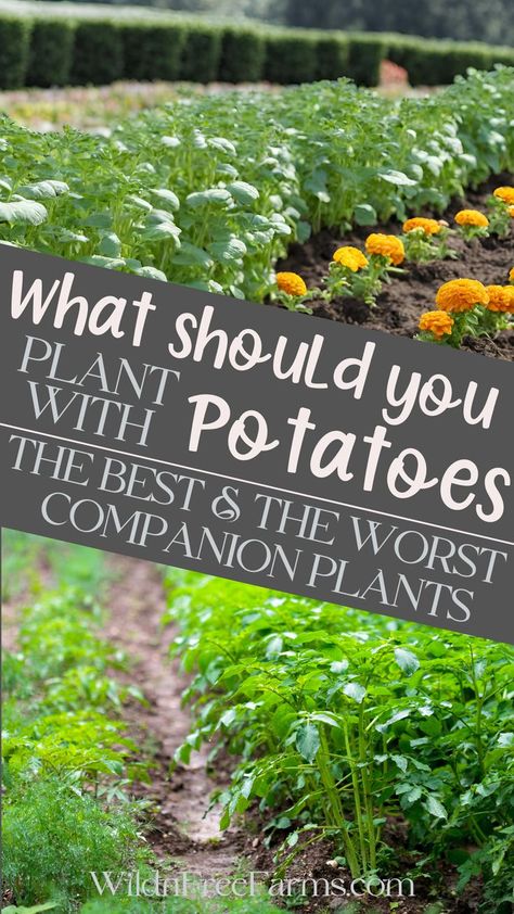 potato companion plants Companion Planting Layout, Potato Companion Plants, Best Companion Plants, Companion Planting Chart, Potato Gardening, Companion Planting Vegetables, Companion Gardening, Planting Potatoes, Vegetable Garden For Beginners