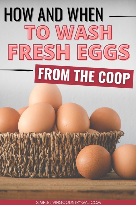 Easy tips on how to wash eggs from the chicken coop so that you have clean healthy eggs in your kitchen. Learn tips to help keep chicken eggs clean until collection and how long chicken eggs last when not washed and how long eggs last when you do wash them. How To Clean Eggs From Chicken, How To Store Chicken Eggs, How To Wash Eggs Safely, How To Clean Fresh Chicken Eggs, How Long Do Fresh Eggs Last, Washing Eggs, Chicken Eggs Hatching, Using Vinegar To Clean, Chicken Flock