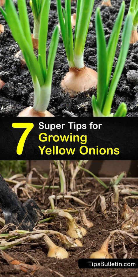 Learn how to grow yellow onions from onion seeds and sets and care for them for a healthy harvest. Since these veggies need cool weather to start growing, planting onions in the early spring is essential to ensure they form bulbs through the warm season. #howto #grow #yellow #onions Growing Onions From Bulbs, How To Grow Onions, Planting Onions Bulbs, Onion Varieties, Garden Onions, Onion Growing, Onions From Seed, Plant Onions, Vegetables Ideas