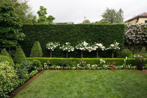 Landscape hedges are awesome ways to provide front yard (or backyard) privacy screens through the use of a living fence-like idea. The best landscaping hedge ideas are those that work with your own lawn and landscape design to create an abundance of plants, buxus, topiaries, tree, for tuin-like inspiration surrounding home privacy. #landscapehedgeideas #livingfences #besthedgeideas #bestlivingfences Landscape Hedge Ideas, Hedge Ideas, Hedges Landscaping, Backyard Privacy Screen, Cedar House, Privacy Hedge, Garden Hedges, Living Fence, Outdoor Screens