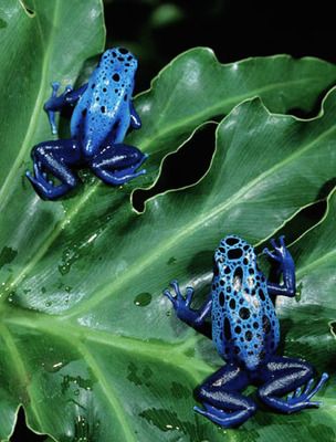 Dart Frog Tank, Dart Frog Terrarium, Strawberry Poison Dart Frog, Dart Frog Vivarium, Blue Poison Dart Frog, Frog Family, Frog Habitat, Frog Terrarium, Poison Arrow