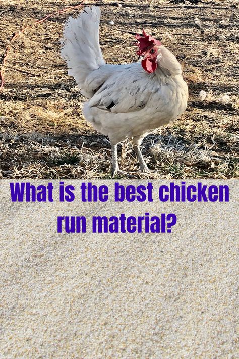 The best chicken run material Chicken Run Bedding Ideas, Chicken Run Ground Cover Ideas, Chicken Run Flooring Bedding, Chicken Run Ground Cover, Chicken Run Floor, Chicken Run Flooring Ideas, Chicken Coop Run Flooring, Pea Gravel Chicken Run, Chicken Run Flooring