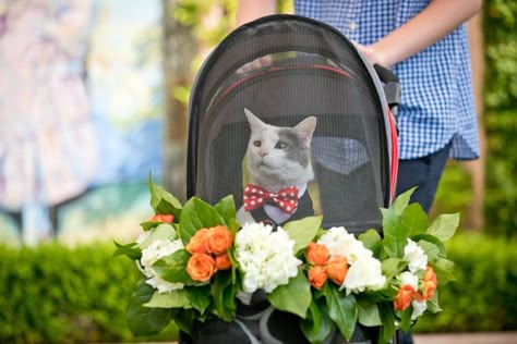 DJ the Cat Rolled Up Bearing Rings For the Grooms- featured on PopSugar- https://www.popsugar.com/love/Cat-Ring-Bearer-Wedding-44526006  Photo by Arrowood Photography Cat Ring Bearer, La Valencia Hotel, Villa Terrace, Cat Roll, Turkish Wedding, Madison Wedding, La Jolla California, Cat Wedding, Wedding Guest List