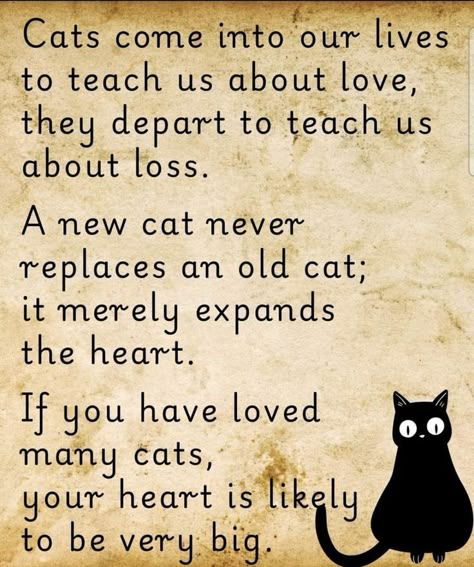 Black Cat Quotes, Cat Love Quotes, Cat Poems, Cats Rule, Cat Hacks, Cat Quotes Funny, Cat Things, Old Cats, Cat Facts