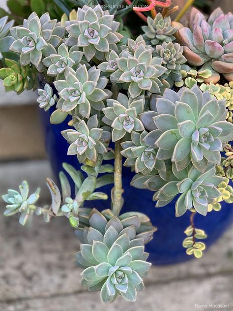 Types Of Succulents Plants, Ghost Plant, Succulents Plants, Types Of Succulents, Topsy Turvy, Root System, Cactus And Succulents, Plant Needs, Cacti And Succulents