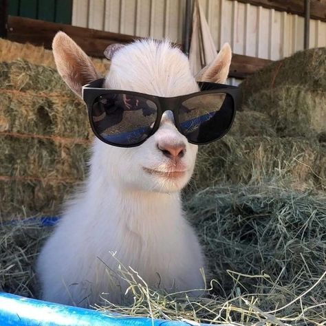 Goats Funny, Baby Farm Animals, Flipagram Instagram, Baby Goat, Cute Goats, Image Swag, Wearing Sunglasses, Baby Goats, Pretty Animals