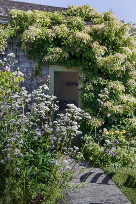 Landscaping Ideas: A Classic Cottage Garden on Cape Cod White Valerian, Cape Cod Landscaping, Philadelphia Story, Garden Center Displays, Coastal Landscaping, Seaside Garden, Climbing Hydrangea, Planting Design, Classic Cottage