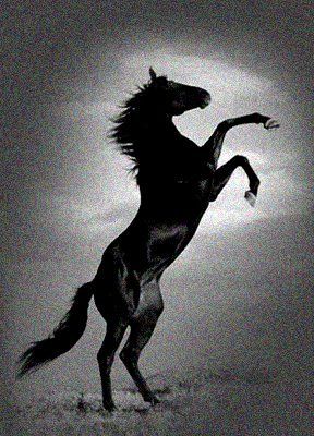 Aesthetic Horse Wallpaper, Aesthetic Horse, Wallpaper Animals, Horse Wallpaper, Horse Aesthetic, Make A Choice, Black Horse, Dark Horse, Animal Wallpaper