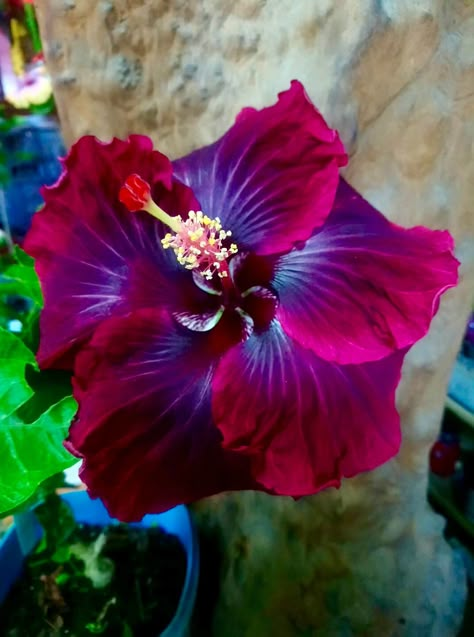 Hibiscus Pretty Flowers Pictures, Hibiscus Plant, Nothing But Flowers, Unusual Flowers, Flower Therapy, Rare Flowers, Pretty Plants, Beautiful Flowers Pictures, Black Dragon