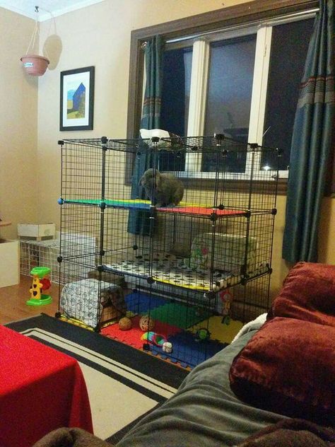 Rabbit condo Rabbit Condo Indoor, Rabbit Condo, Bunny Setup, Bunny Houses, Diy Bunny Cage, Diy Rabbit Cage, Indoor Rabbit Cage, Diy Guinea Pig Cage, Outdoor Rabbit Hutch