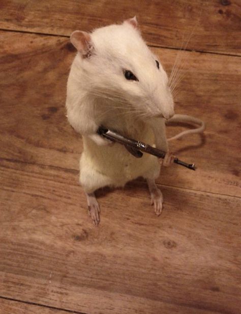 Taxidermy Rat, Rattus Rattus, Funny Rats, Funny Mouse, Cute Rats, Funny Animal Photos, Silly Cats Pictures, Cute Hamsters, Pet Rats