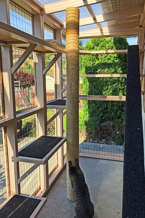 Outside Area For Cats, Cat Door In Window, Catio Shelving Ideas, Cat Patio Diy, Cat Ceiling Walkways Diy, Catios Ideas For Cats Balcony, Balcony Catio Cats Diy, Plants For A Catio, Cat House Design