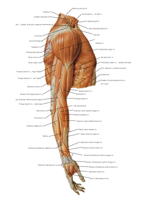 Body Muscle Anatomy, Muscle Diagram, Shoulder Anatomy, Arm Anatomy, Leg Anatomy, Human Muscle Anatomy, Muscle Structure, Human Body Anatomy, Human Anatomy Drawing