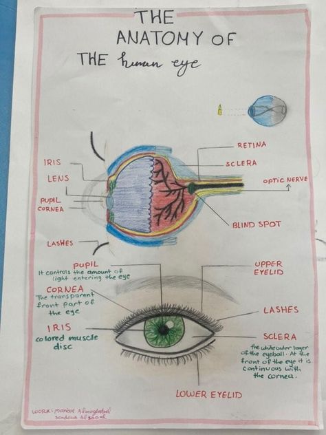 Layers Of Eye Anatomy, Eye Anatomy Diagram, Human Eye Drawing, Human Body Systems Projects, Optometry Education, Human Body Science Projects, Cardiac Anatomy, Poster Anatomy, Anatomy Notes