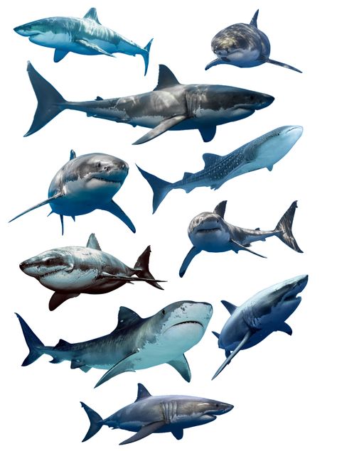 Shark White Background, Shark Wallpaper Iphone, Shark Background, Shark Png, Shark Images, Png Free Download, The Great White, White Sharks, Great White Shark