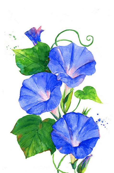 Pin By Helen Green On Drawing On Paper Watercolor - Morning Glory Watercolor Morning Glory Tattoo, Morning Glory Flowers, Flower Art Drawing, Flowers Clipart, Background Clipart, Watercolor Flower Art, Flower Blue, 수채화 그림, Watercolor Flowers Paintings