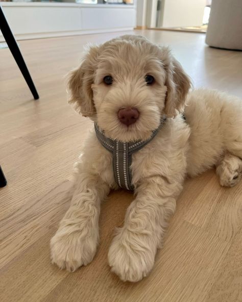 Snoodle Puppies Dogs, Cute Mutt Dogs, New Puppy Aesthetic, Pictures Of Cute Dogs, Dream Puppy, Cute Small Dogs, Cute Dogs Images, Very Cute Puppies, Australian Labradoodle