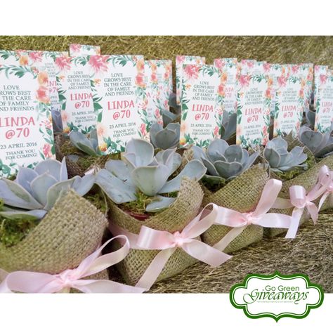 Echeveria Lilacina Succulents 70th Birthday Giveaways Birthday Ideas Green, 70th Birthday Ideas, Green Succulents, Birthday Giveaways, Birthday Inspiration, 70th Birthday, Family Love, Go Green, Birthday Ideas