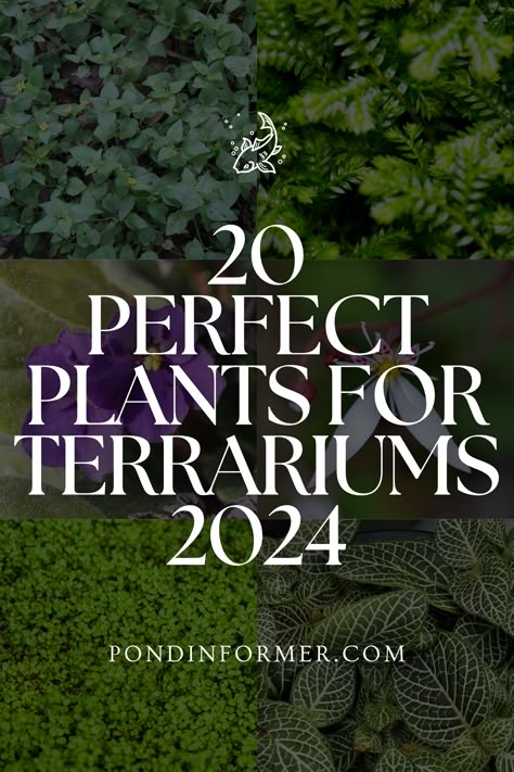 Bring a touch of greenery into your home with our curated list of 20 perfect plants for terrariums in 2024! With options like ferns, peperomias, and begonias, you can create stunning terrarium displays that thrive in the unique environment of a glass container.  #TerrariumPlants #IndoorGardening #TerrariumInspiration #MiniatureGardens #PlantDecor #TerrariumIdeas #SucculentTerrarium #BotanicalDecor #Terrarium #Plants #PondInformer Bedroom Terrarium Ideas, What To Put In A Terrarium, Low Light Closed Terrarium Plants, Mini Terrarium Plants, How To Plant A Terrarium, Plants For Open Terrarium, Making Terrariums Diy, Tulip Terrarium, Terrium Ecosystem