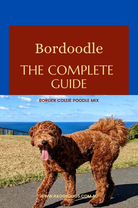 The Bordoodle Full Grown: The Complete Guide to the Poodle Border Collie Mix Breed Border Collie Poodle Mix, Border Collie Poodle, Poodle Mix Puppies, Border Collie Mix, Collie Mix, Poodle Mix, Designer Dog, Poodle Puppy, Dog Blog