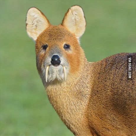 Chinese Water Deer. Sabre toothed Doge. Chinese Water Deer, Canine Teeth, Water Deer, Canine Tooth, Unusual Animals, Unique Animals, Creature Design, 귀여운 동물, Antlers