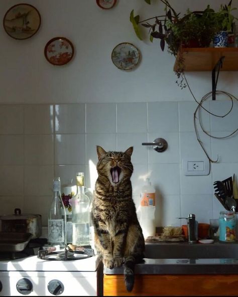 Katt Grejer, Bohemian Kitchen, Cat Photography, Cat Person, Silly Cats, Pretty Cats, 귀여운 동물, Animals Friends, Cat Lady