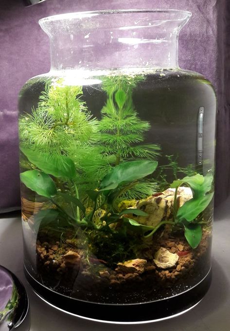 Closed Aquatic Ecosystem: 3 Steps (with Pictures) Diy Ecosystem In A Jar With Water, Biosphere Ecosystem, Ecosystem Aquarium, Eco Jar, Plant Room Aesthetic, Water Terrarium, Aesthetic Plant, Indoor Plants Styling, Cheap Plants