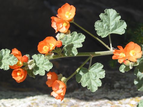 Sphaeralcea munroana - Munro's Globe Mallow Globe Mallow Tattoo, Globe Mallow, Hot Garden, Tile Making, Magnolia Tree, Flower Plants, Beautiful Flowers Photos, Magnolia Trees, Desert Plants