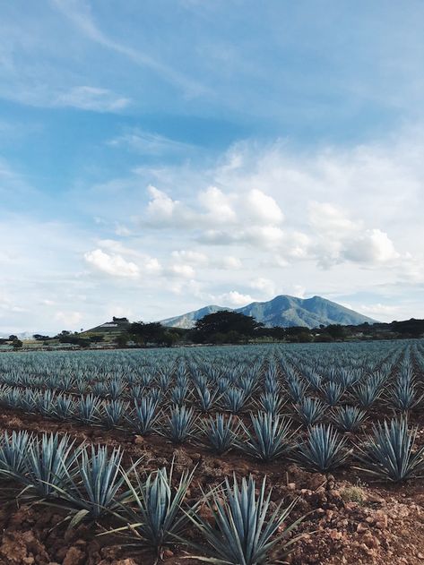 Agave Field, Tequila Agave, Getting A Job, Field Wallpaper, Architecture Design Drawing, Senior Trip, Blue Agave, Things I Learned, Agave Plant