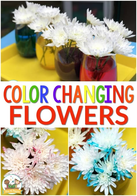 Science Fair Projects For 1st Grade Kids, Color Changing Flowers, Science Crafts For Kids, Spring Science Activities, Flower Science, Vetenskapliga Experiment, Spring Vocabulary, Spring Science, Pre-k Science