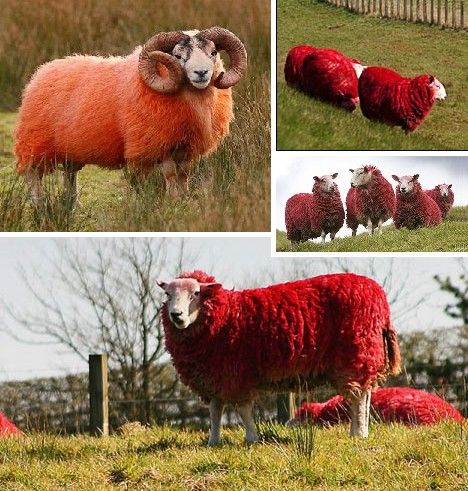 Red animals are rarely retiring - their brilliant crimson, scarlet and vermillion hues dare others to notice them and, often as not, remind them to keep th Red Insects, Red Sheep, Red Animals, Message Center, Amazing Animal Pictures, Curious Creatures, Sheep And Lamb, Free Internet, Cute Sheep