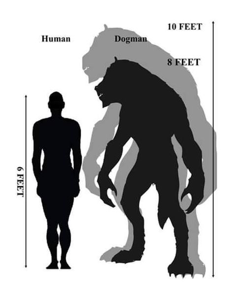 Dogman height comparison Wolf Shapeshifter, Supernatural Species, Dogman Cryptid, Cryptids Of North America, North American Cryptids, Michigan Dogman, Dogman Encounters, Height Comparison, Famous Cryptids