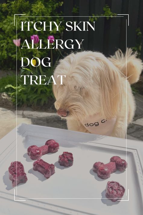 Full recipe linked in BIO! Make this treat for allergy season! 🐶🍓  Combat allergies by adding foods with quercetin a natural antihistamine such as red apples, strawberries, blueberries & cherries #dogs #dogtreats #recipes Dog Treats For Skin Allergies, Best Food For Dogs With Skin Allergies, Dog Allergy Treats, Diy Dog Treats For Itchy Skin, Coconut Oil Treats For Dogs, Homemade Dog Treats For Itchy Skin, Dog Skin Irritation Remedies, Treats For Dogs With Allergies, Allergy Relief For Dogs