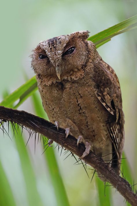 Sunda scops owl (Otus lempiji) 领角鴞 | Sheau Torng Lim | Flickr Scops Owl, Owls, Birds, Animals