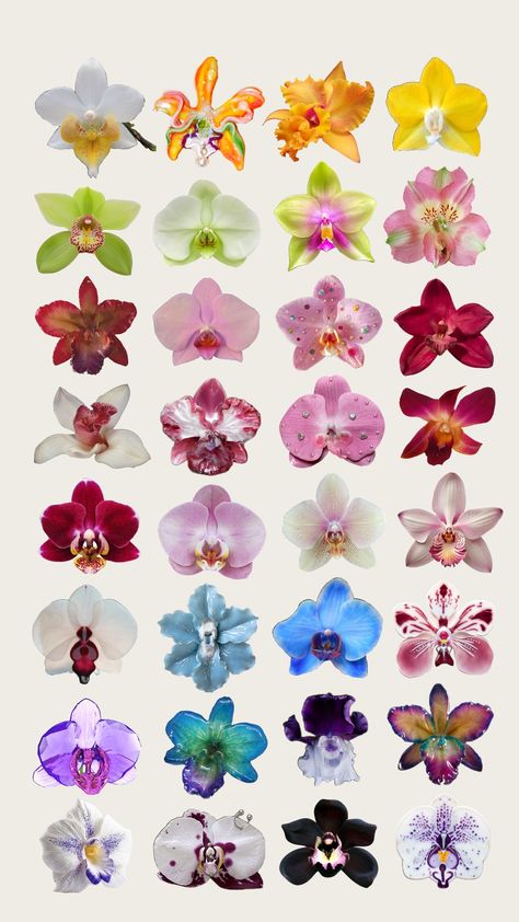 #orchid #flowers #icon #orchidicons #springtime #unique #objects Orchid Flower Aesthetic Wallpaper, Orchid Reference, Orchids On Trees, Orchid Flower Aesthetic, Orchid Clipart, Orchids Aesthetic, Stained Glass Outdoor, Pretty Orchids, Orchid Types