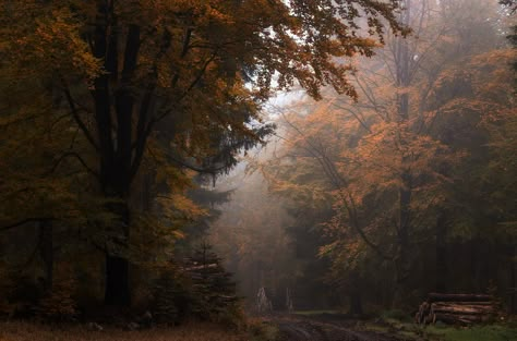 THOSE DARK AUTUMN DAYS on Behance Dark Autumn, Season Of The Witch, Cozy Autumn, Autumn Vibes, Autumn Halloween, Love Fall, Autumn Aesthetic, Fall Aesthetic, Fell In Love