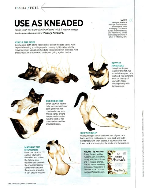 Cat Massage Where To Massage Your Cat, Mental Stimulation For Cats, Pet Healing, Cat Massage, Cat Purr, Cat Hacks, Cat Care Tips, Cat Fleas, Kitten Love