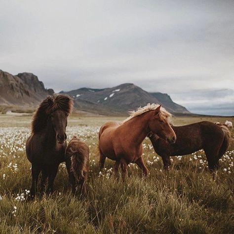 Icelandic Horse, All The Pretty Horses, Pretty Horses, Horse Photography, Horse Love, Horse Girl, The Grass, Wild Horses, Zebras