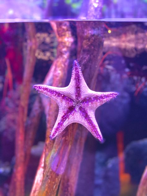 Purple Sea Creatures, Purple Ocean Aesthetic, Starfish Aesthetic, Underwater Aesthetic, Purple Starfish, Purple Widget, Tetra Fish, Aquarius Aesthetic, Ocean Underwater