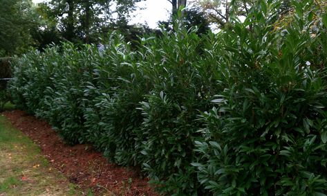 Love this plant...Skip Laurels (botanical name is Prunus laurocerasus 'Schipkaensis',) Skip Laurel, Laurel Shrub, Bamboo Garden Fences, Laurel Plant, Cherry Laurel, Laurel Hedge, Fast Growing Evergreens, Natural Fence, Living Fence