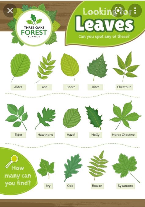 Leaf Identification For Kids, Tree Leaf Identification, Identifying Trees, Leaf Identification, Homeschool Nature Study, Forest School Activities, Nature Education, Tree Identification, Identify Plant