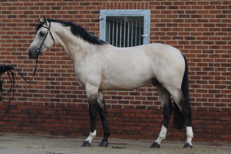 CREAM ON TOP HDH - AES - Anglo European Studbook Buttermilk Buckskin, Warmblood Stallion, Buckskin Horse, Dutch Warmblood, Horse Collection, Horse Reference, Horse Products, Horse Coats, Horse Colors